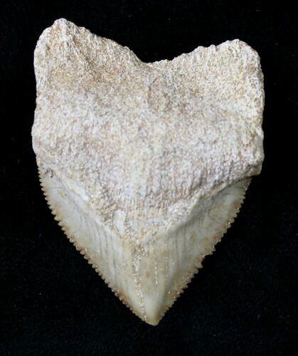 Large Squalicorax (Crow Shark) Fossil Tooth #19279